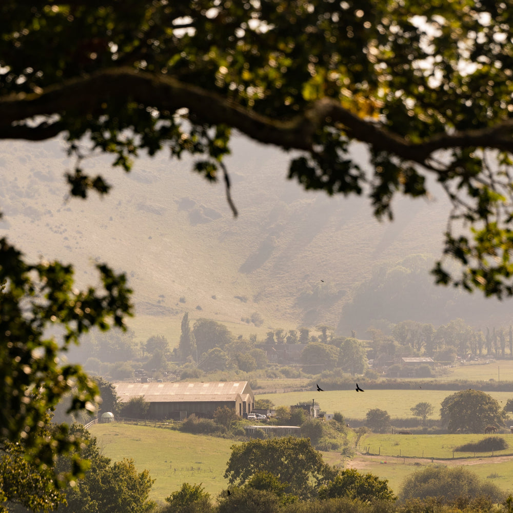 Scenic view of a valley with trees and buildings, framed by tree branches.