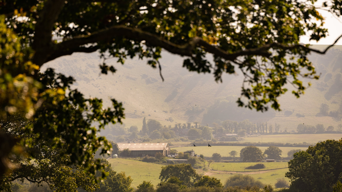 Scenic view of a valley with trees and buildings, framed by tree branches.